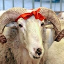 200-Kurban-Bajram.jpg