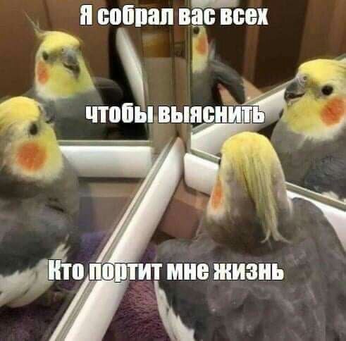1739619384144566375.jpg